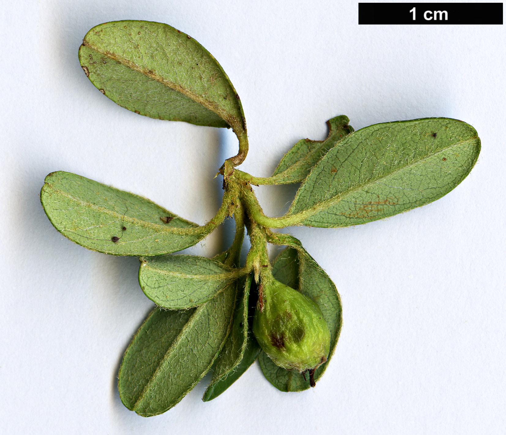 High resolution image: Family: Rosaceae - Genus: Cotoneaster - Taxon: ×suecicus (C.conspicuus × C.dammeri)